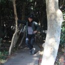 완도 예송리 상록수림 이미지