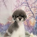 메종VIP203 이미지