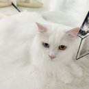 오드그루밍 이미지