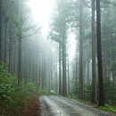 숲속의 오케스트라 이미지