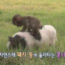 토리글램핑 이미지