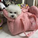강아지 카시트 추천, 모몽 꽃가방으로 강아지와 여행다니기 대성공적