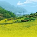 차향마을 이미지