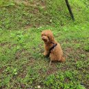 그린도그 청라점(GREEN DOG) | 인천 청라 애견 동반 카페 "Green dog 그린 도그" 다녀온 후기