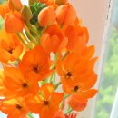 민들레 김밥 이미지