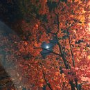 신선봉가든 | 11월 일상_로이텀 다이어리 구매, <반지의 제왕> 돌비, 허머스키친, 아민 이화, 위키드 주간, 노량진...