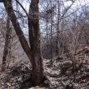 바람꽃공원 | 햇빛이 따스하게 내리는 봄날에 &#39;변산바람꽃&#39;을 보다