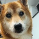 윤성진 안과/외과 동물병원 이미지