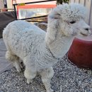 만산동 | 상주 만산동 알파카 카페 커피팀버 상주풀마운틴