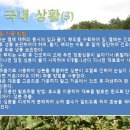 태백산가시오가피