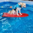 두리멍쉴 애견유치원 이미지