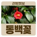 동백꽃약국 이미지