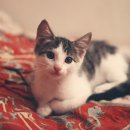 24시안마원 이미지