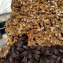 산골백두 이미지