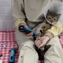 발라당냥 이미지