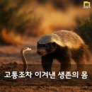 벌꿀 오소리