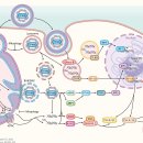 mtDNA 미토콘드리아 DNA 분비 --＞ 선천면역세포 활성 .. 2023년 Annual review 이미지