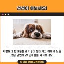 올바른 반려견 보호자 교육 이미지