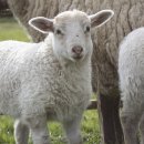 램 (Lamb)