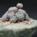 블루미