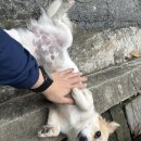 예스텔 | [호이안 로컬 숙소] 더 남 안 빌라 호텔 추천! 옆집 강아지가 귀여워요