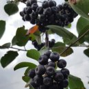 일출봉아로니아