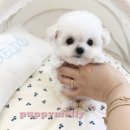 부산강아지분양 퍼피몰리 이미지