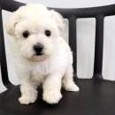 도그마루 강아지 고양이 성남분당점 이미지