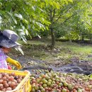 대나무골농장 이미지