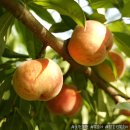 풍원농장 이미지