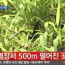세모안경 MBN