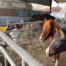 대파니 힐링팜 이미지