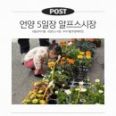 5일장 | 아기랑 가기 좋은 울산 언양 알프스 시장 주말 5일장 후기