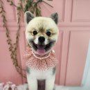 The dog 애견미용샵 이미지