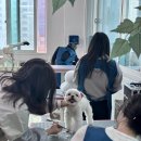 수 애견미용 이미지