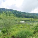 잣나무향기 이미지