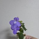 블루베리크림 삭소롬 판매해요 이미지