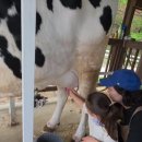 i 목장 | [공지] 경기 아이와 가볼만한곳 여주 6시간 코스 1편 I 은아목장 낙농체험 후기