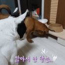 유튜버 천재견 뭉이 (with. 땡이) 이미지