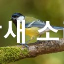 며칠전 예쁜 새소리 물어봤던 ㅎㅎ 이미지