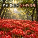 상사화와 꽃무릇(석산) 이미지