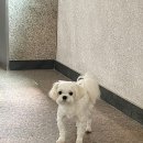 발레슈학원 이미지