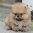 송현동 강아지 이미지