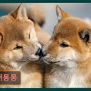 디어몽몽 이미지