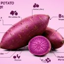 자색고구마 효능과 영양성분 이미지