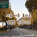 효자로 | 서울 서촌 효자로 은행나무 명소 실시간 후기💛 가을 데이트 장소로 제격🤎