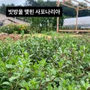 견우직녀 Daum카페