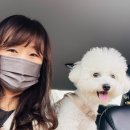 굿모닝약국 | 반려동물 구충제 넥스가드 스펙트라, 평택 넥스가스, 내돈내산 후기