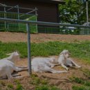 칠곡양떼목장 이미지