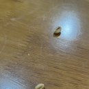 롯데리아 오이도D/I점 | 베트남 가족여행 첫 패키지여행 내돈내산 다낭 호이안 노랑풍선 롯데홈쇼핑